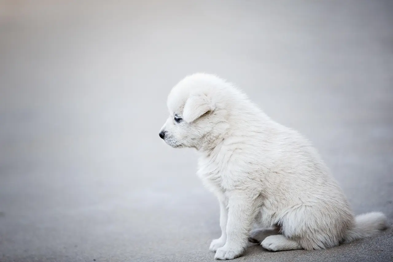 Hvad er forskellen mellem en tæpperenser og en støvsuger?